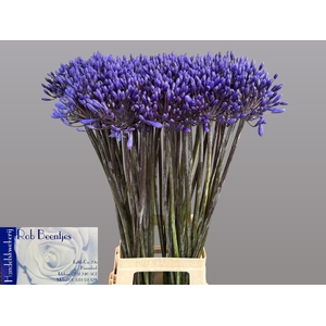 Agapanthus Intermedius Beentjes