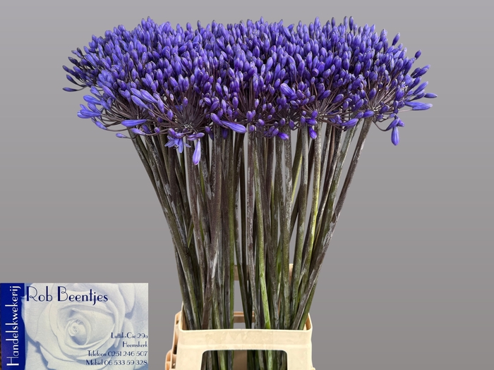 <h4>Agapanthus Intermedius Beentjes</h4>