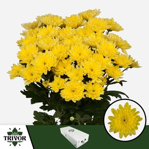 Chr T Baltica Yellow Trivor