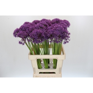 Allium Violet Beauty