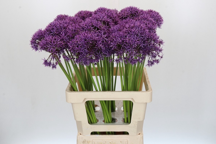 <h4>Allium Violet Beauty</h4>