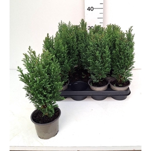 CHAM L ELLWOODII