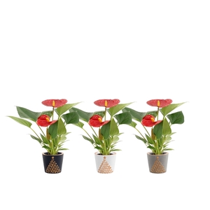 Anthurium Pearl Diamond Red in Starlight ceramics