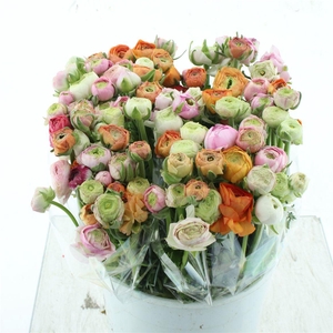 Ran Azuur Mix In Bunch