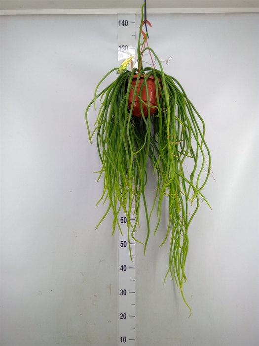 <h4>Rhipsalis   ...</h4>