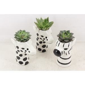 arr2 PL - Ker. zebra/giraffe mix Eche.