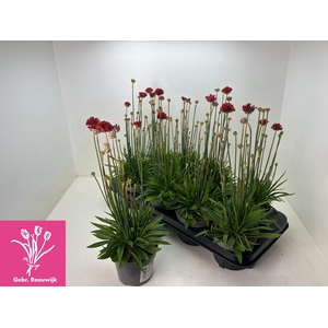 ARME PS BALLERIN RED