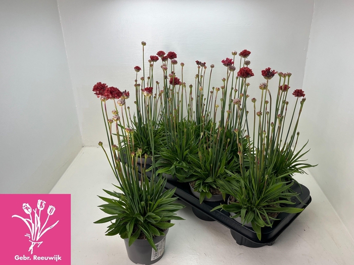 <h4>ARME PS BALLERIN RED</h4>