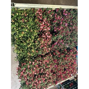 FUCHSIA B F GEM