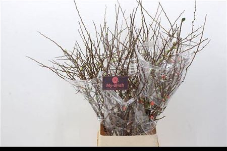 <h4>T Chaenomeles Superba 130cm</h4>