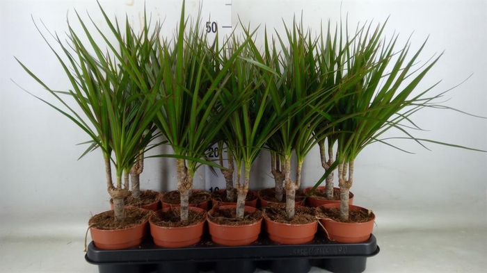 <h4>Dracaena marg.</h4>