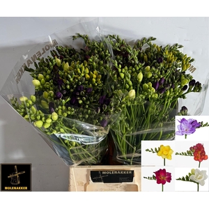 Freesia du mix