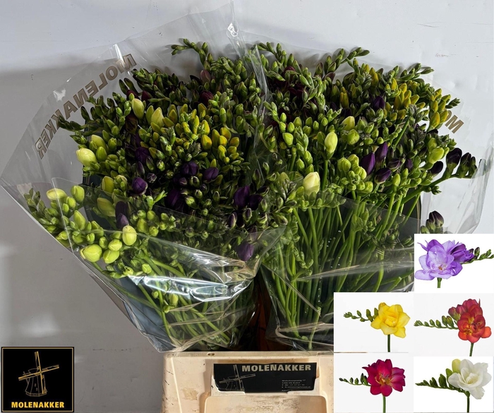 <h4>Freesia du mix</h4>