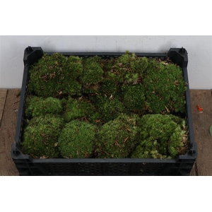 Mos Bolmos Super P Kist