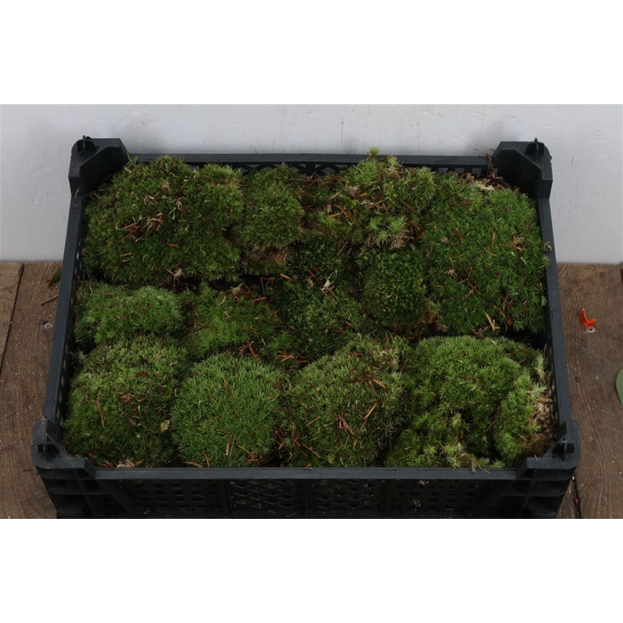 <h4>Mos Bolmos Super P Kist</h4>