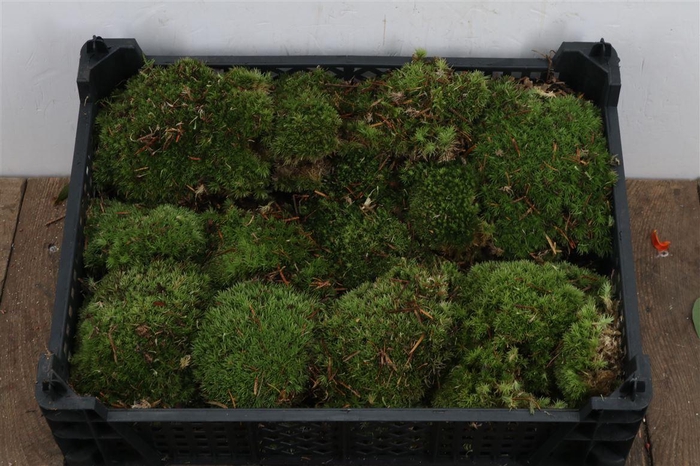 Mos Bolmos Super P Kist