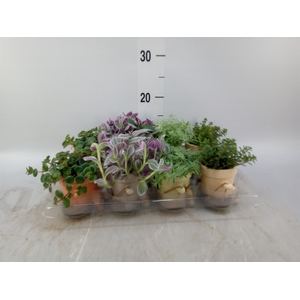 Arr.   Kamerplant Groen L%