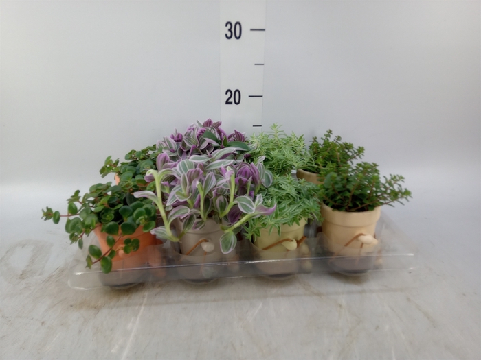 <h4>Arr.   Kamerplant Groen L%</h4>
