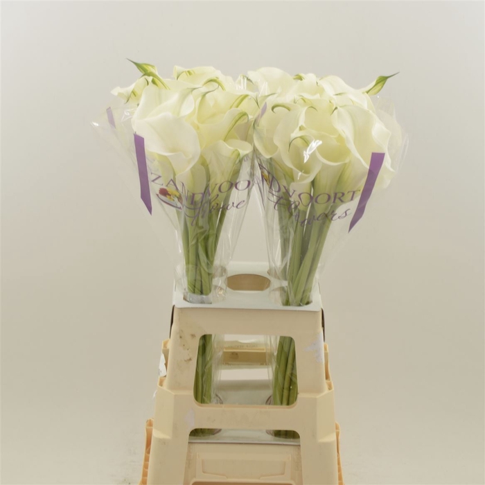 <h4>Calla Ventura</h4>