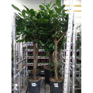 Ficus cyathistipula