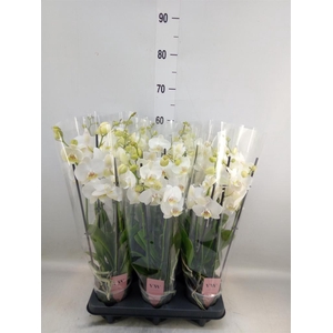 Phalaenopsis  'Ant Inverness'