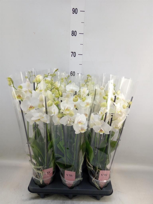 <h4>Phalaenopsis  'Ant Inverness'</h4>