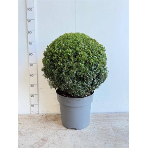 BUXUS SEMP P33