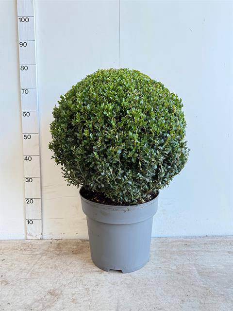 BUXUS SEMP P33