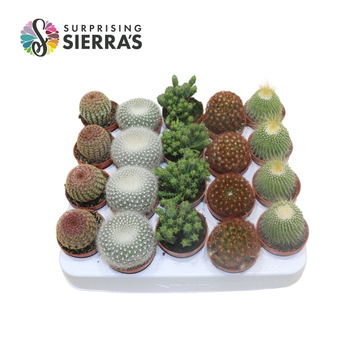 <h4>Sierra's® - Bilbao Cactus Mix (Collection)</h4>