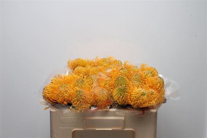 <h4>Leuco Catherina</h4>