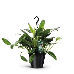 Philodendron Cobra Hang