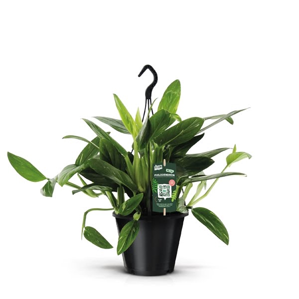 <h4>Philodendron Cobra Hang</h4>