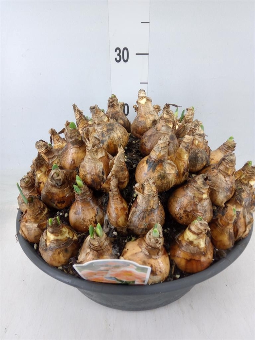 <h4>Narcissus   ...</h4>