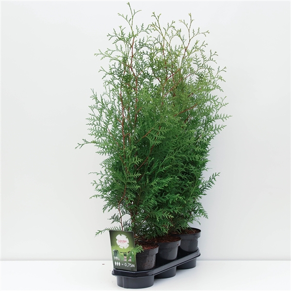 Hedgeline Thuja occidentalis (King of) Brabant C3