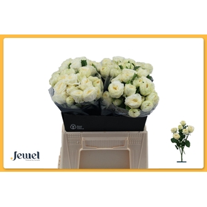 ROSA TR 'SNOWY TRENDSETTER'