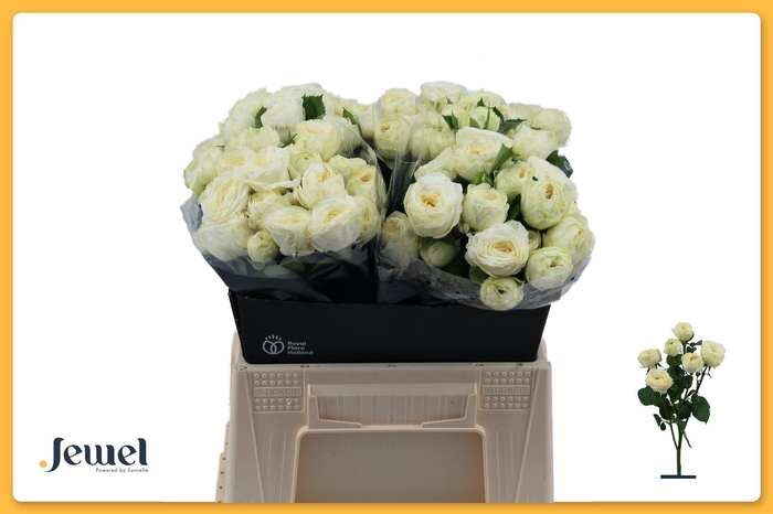 <h4>ROSA TR 'SNOWY TRENDSETTER'</h4>