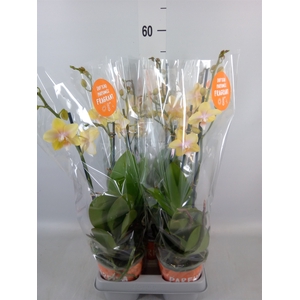 Phalaenopsis  'Bolgheri Lemon'