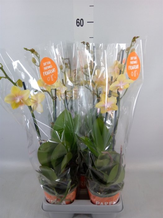 <h4>Phalaenopsis  'Bolgheri Lemon'</h4>