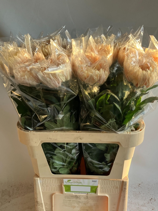 <h4>CHR G AVIGNON</h4>