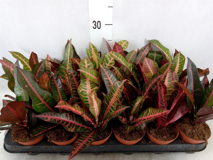 <h4>Codiaeum var. GR 'Nervia'</h4>