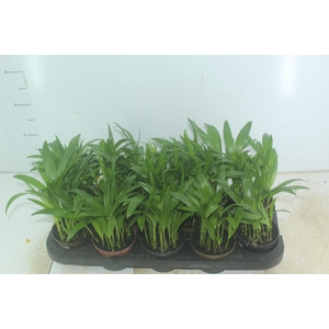 ARECA BAMBU P11