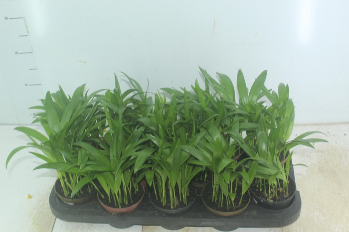 <h4>ARECA BAMBU P11</h4>