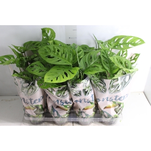 MONSTERA OBLIQUA ADANSONII P15