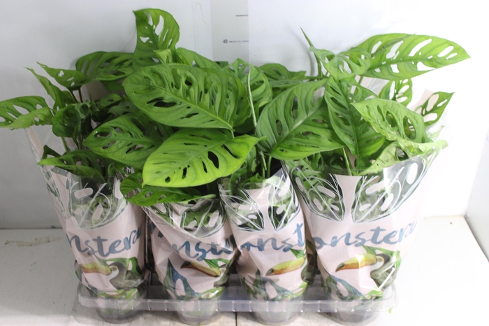 <h4>MONSTERA OBLIQUA ADANSONII P15</h4>