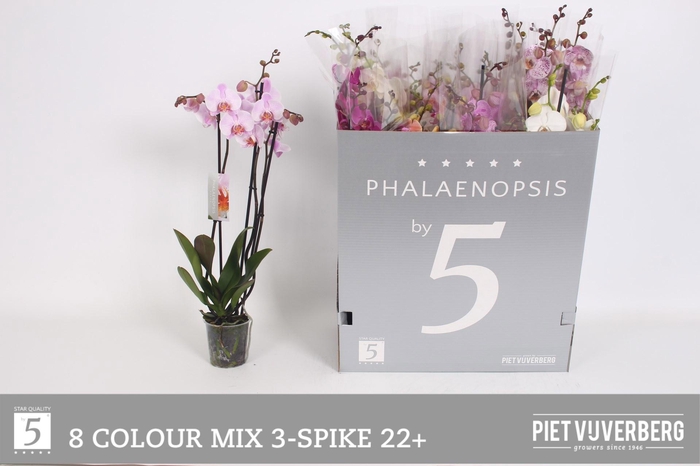 <h4>PHAL GEM 8 KL</h4>