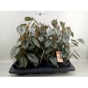 Philodendron brandtianum