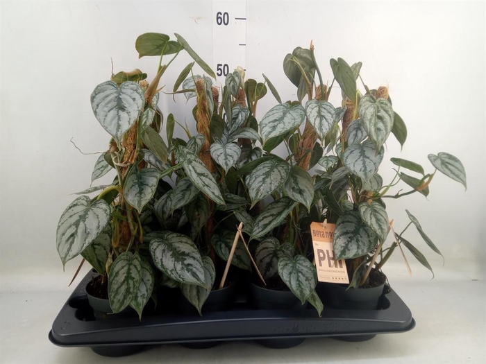 <h4>Philodendron brandtianum</h4>