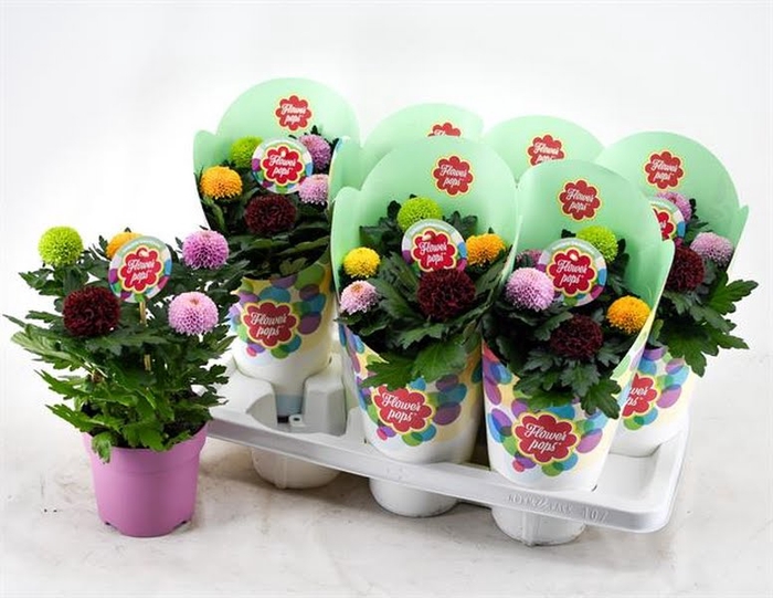 Chrysant Flowerpops Mix