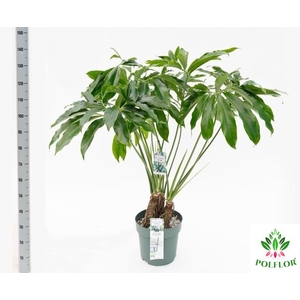 Philodendron Funny Bunny 30Ø 130cm