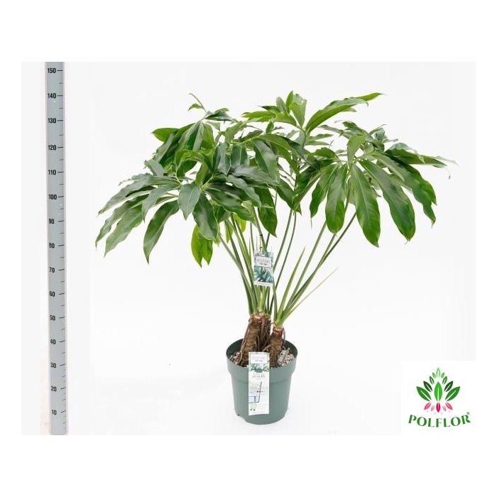 <h4>Philodendron Funny Bunny 30Ø 130cm</h4>